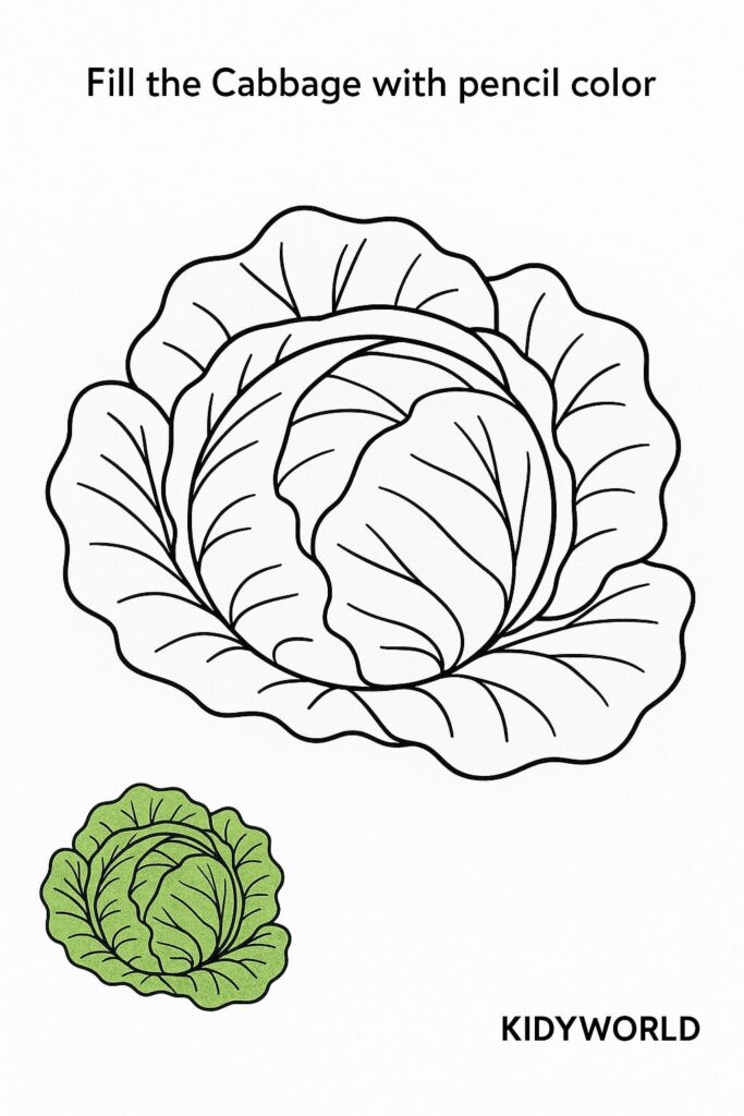 Cabbage