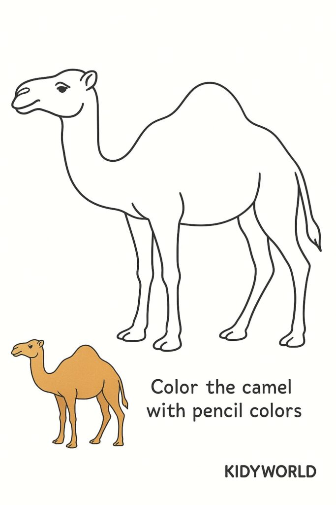 Camel outline